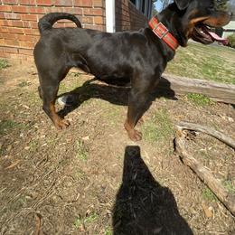 HYIQ'S WINTER - Black and mahogany female Rottweiler puppy in Smyrna, Georgia from HYIQ