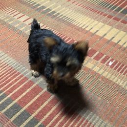 Yorkshire Terriers from Ellen's Yorkshire Terriers