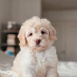Myrtle - Red female Bernedoodle puppy in Maricopa, Arizona from Desert Ridge Doodles