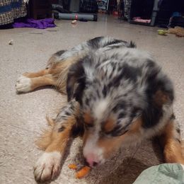 Australian Shepherd and Miniature Australian Shepherd Puppies from Grayback Aussies