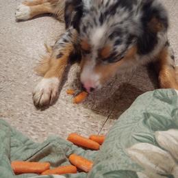 Australian Shepherd and Miniature Australian Shepherd Puppies from Grayback Aussies