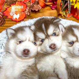 Pomsky and Siberian Husky Puppies from Hemlock Pines Pomsky