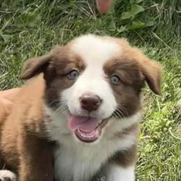 Border Collies from Medicine Lake BCs