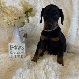 Petunia - Black and rust female Doberman Pinscher puppy in Wellington, Ohio from Jossie J's Dobermans