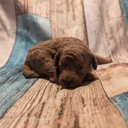 Abigail - Red  female Poodle puppy in New Berlin, New York from Morningstar Poodles