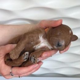 Boy 1 - Red  Goldendoodle puppy in Annandale, Minnesota from Pleasant Lake Doodles