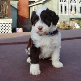 Mendo - Chocolate male Havanese puppy in Hamptonville, North Carolina from Alabama Havanese Kennel Tidewater Kennel