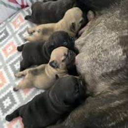 French Bulldog Puppies from Reds Frenchies