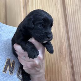 Boy 3 - male Golden Mountain Dog puppy in Wyoming from Great Basin BMD