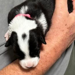 Pink collar - Black and white female Cardigan Welsh Corgi puppy in Omaha, Arkansas from DnD Corgis
