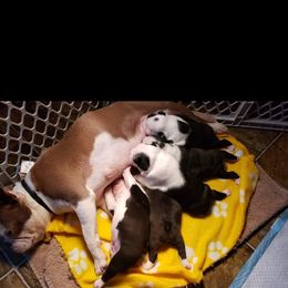 Boston Terrier and Boxer Puppies from CC'S Boston Babies