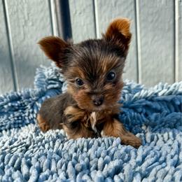 Gracie - Liver female Yorkshire Terrier puppy in Walla Walla, Washington from Linda Sherman