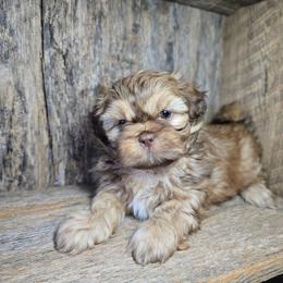 Rylan - Liver male Shih Tzu puppy in Mountain Grove, Missouri from Precious Puppies