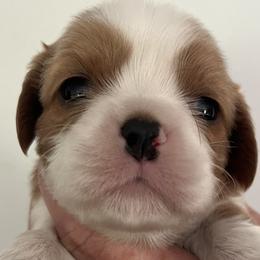 Blenheim male 1 - Blenheim male Cavalier King Charles Spaniel puppy in Danville, Pennsylvania from RoaringCreek