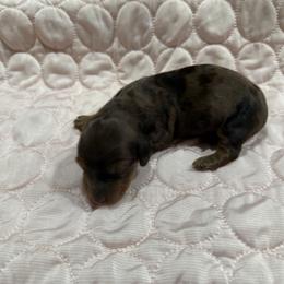 Rock - Red male Dachshund puppy in Tampa, Florida from EntityDachs