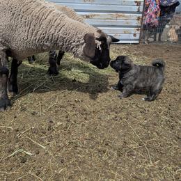 Anatolian Shepherd Dog and Labrador Retriever Puppies from Learning With Dogs