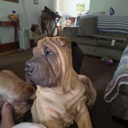 Boy 3 no collar 'Lenny' - Fawn male Chinese Shar-Pei puppy in Oil City, Pennsylvania from Hannaggin Shar Pei