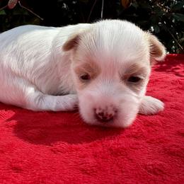 Willow - Chocolate tan and white female Biewer Terrier puppy in Bunnell, Florida from Royal Biewer and Royal Aussies