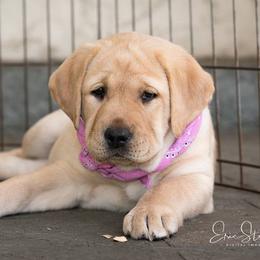 Labrador Retriever Puppies from Brighton Labradors