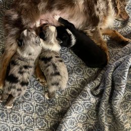 Miniature Australian Shepherd and Toy Australian Shepherd Puppies from Columbia Coast Toy & Mini Aussies