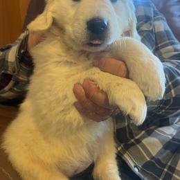 Cinderella - Light golden female Golden Retriever puppy in Concho, Arizona from Red Sky Ranch