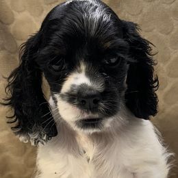 Boy 3 - Black and white male Cocker Spaniel puppy in Defuniak Springs, Florida from Anastasia Knight's Cocker Spaniels