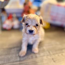 Luisa - Cream female Maltipoo puppy in Bells, Texas from Partridge Doodles and Poodles