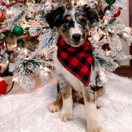 Australian Shepherd Puppies from Diamond Aussies N the Rough