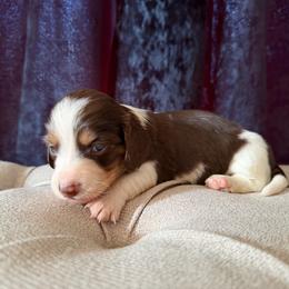 Piper - Piebald female Dachshund puppy in Bergen, New York from T. Rex Doxies & Friends