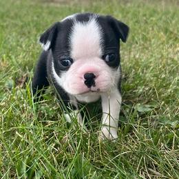 Winnie - Black and white female Boston Terrier puppy in Fillmore, Illinois from Wind Hill Puppies