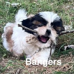 Bangers - Black gold and white male Shih Tzu puppy in Bloomfield, Indiana from Meihem Pups