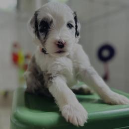 Sheepadoodle Puppies from Dots Sheepadoodles