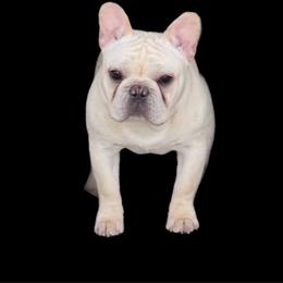 Hank - French Bulldog