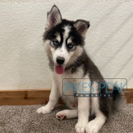 Neptune - Silver and white male Pomsky puppy in Littleton, Colorado from Pikes Peak Pomskies