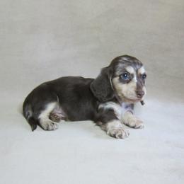 Snickers - Dapple male Dachshund puppy in Pana, Illinois from Doxie Waggin Tails