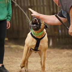Boerboel All Grown Up from Romboel Farm Dogs