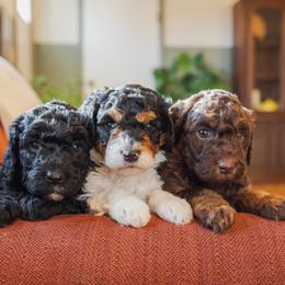 Aussiedoodle Puppies from Amos and Oak Doodles
