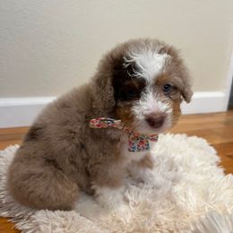 Waffles - Chocolate merle female Bernedoodle puppy in Lodi, California from Olive Hugs & Doodles
