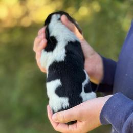 Male 5 - Black brown and white male Basset Hound puppy in Lindley, New York from Hill Top Basset Hounds & Cane Corso