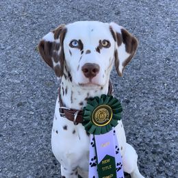 Amelia  - Dalmatian
