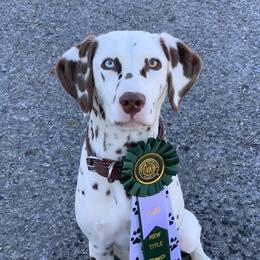 Amelia  - Dalmatian