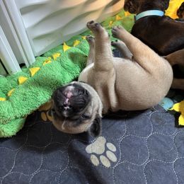 Carson - Fawn male French Bulldog puppy in Neenah, Wisconsin from Mimosa Acres French Bulldogs LLC