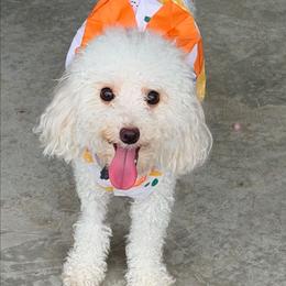 Sophia - Poodle