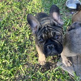 Lady - Black and white French Bulldog puppy in League City, Texas from Fruggies
