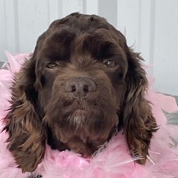 Bailey - Cockapoo