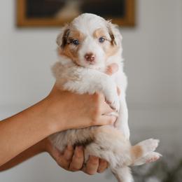 Girl 6 - female Australian Shepherd puppy in Bertram, Texas from Sky to Haven Aussies