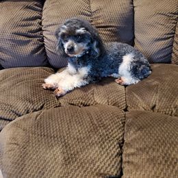 Jayda - Poodle