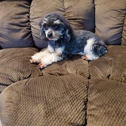 Jayda - Poodle