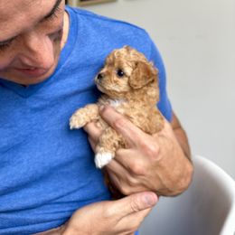 Cavapoo Puppies from The Cavapoo Club