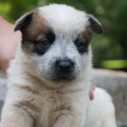 Australian Cattle Dogs, Labrador Retrievers, and Toy Australian Shepherds from Buffalo Valley Breeders